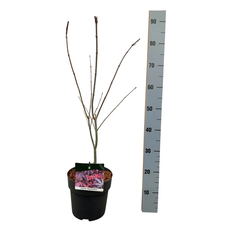 Acer palmatum 'Atropurpureum' C5 (5 liters kruka) 40-50 cm