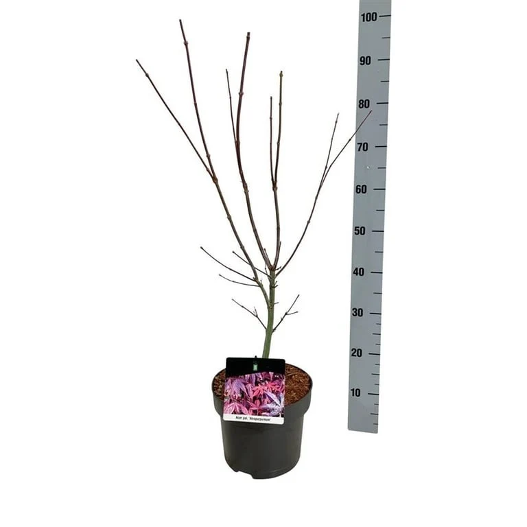 Acer palmatum 'Atropurpureum' C5 (5 liters kruka) 50-60 cm