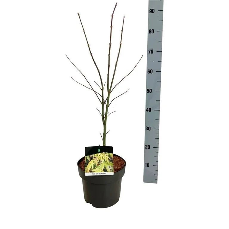 Acer pal. 'Osakazuki' C5 (5 liters kruka) 50-60 cm