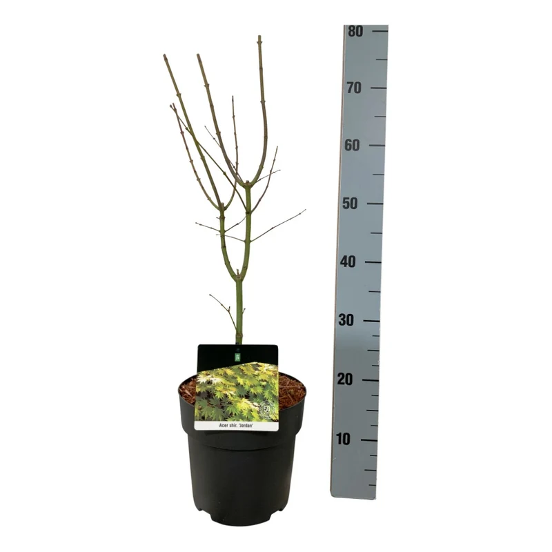 Acer shirasawanum 'Jordan' C5 (5 liters kruka) 40-50 cm