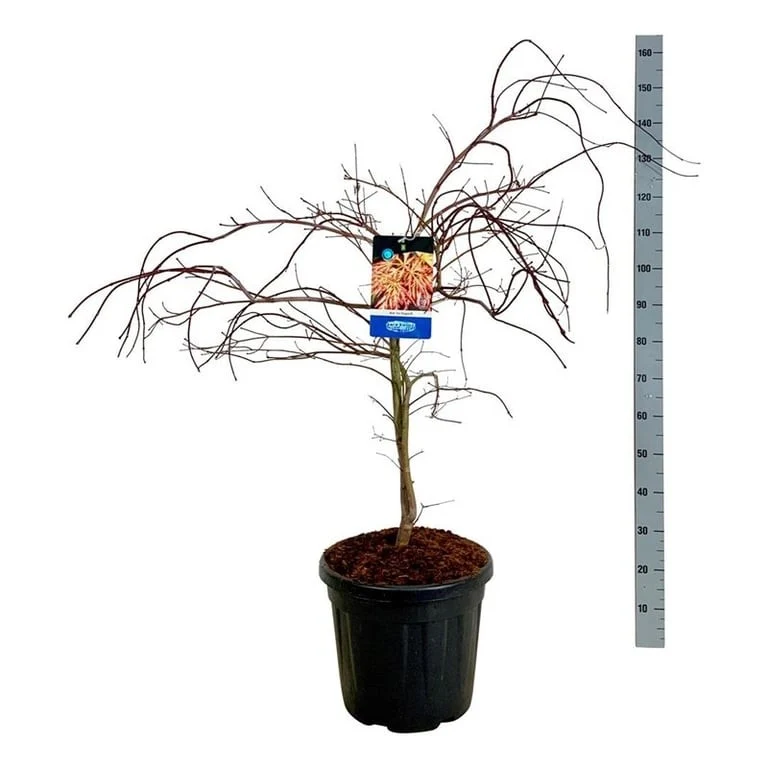 Acer 'Ice Dragon'® (Jack Frost) C15 (15 liters kruka) 80-100 cm extra bred