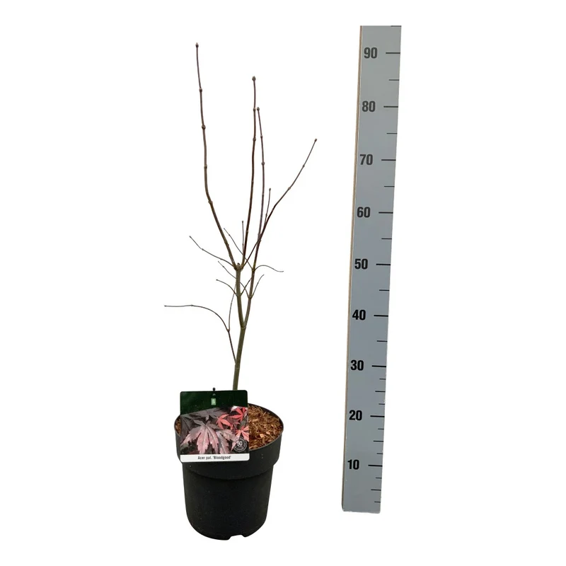 Acer palmatum 'Bloodgood' C5 (5 liters kruka) 40-50 cm
