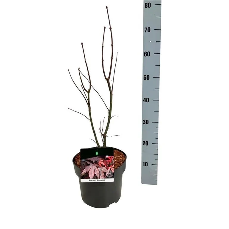 Acer palmatum 'Bloodgood' 50-60 cm, C5 (5 liters kruka)