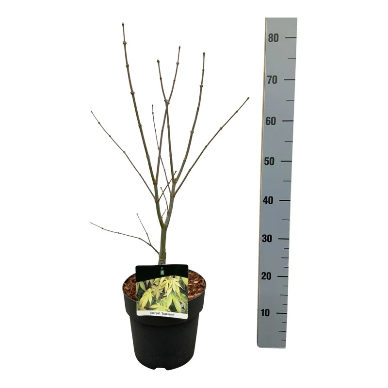 Acer palmatum 'Osakazuki' C5 (5 liters kruka) 40-50 cm