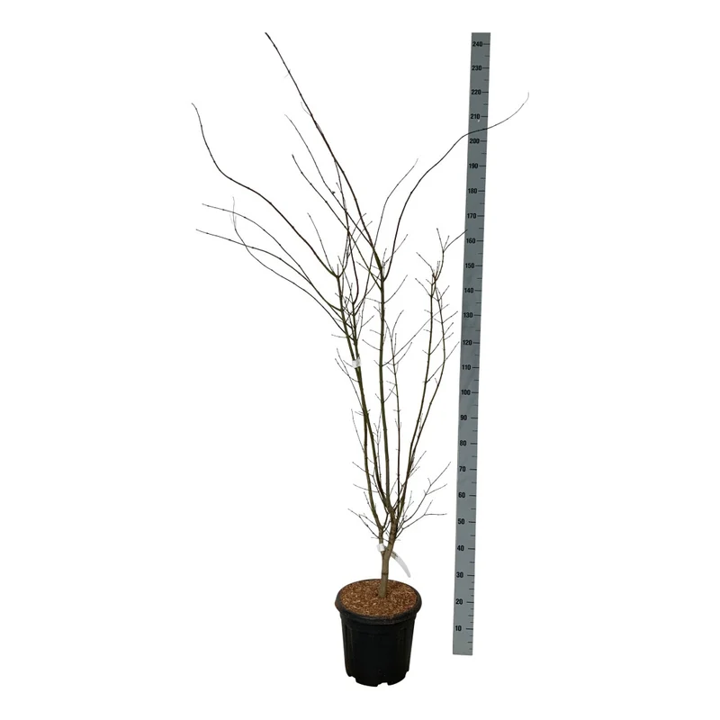 Acer palmatum 'Summer Gold' C15 (15 liters kruka) 125-150 cm