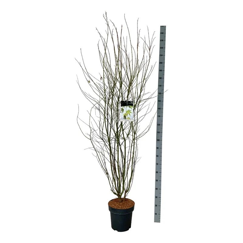 Acer palmatum C15 (15 liters kruka) 125-150 cm