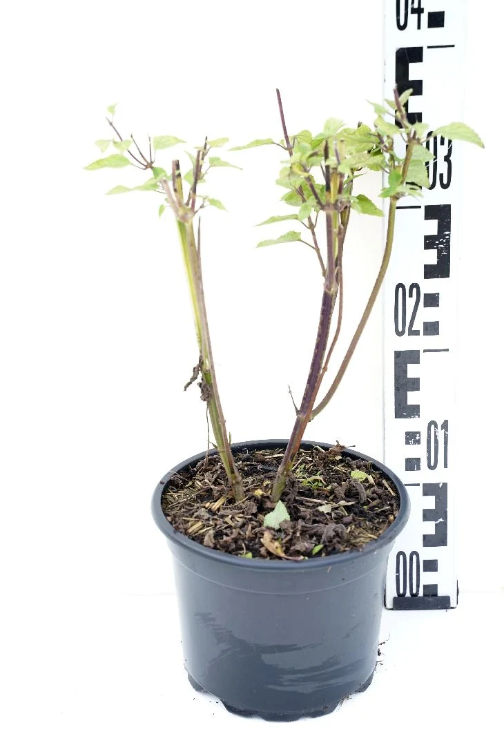 Salvia 'Amistad' C2 (2 liters kruka)