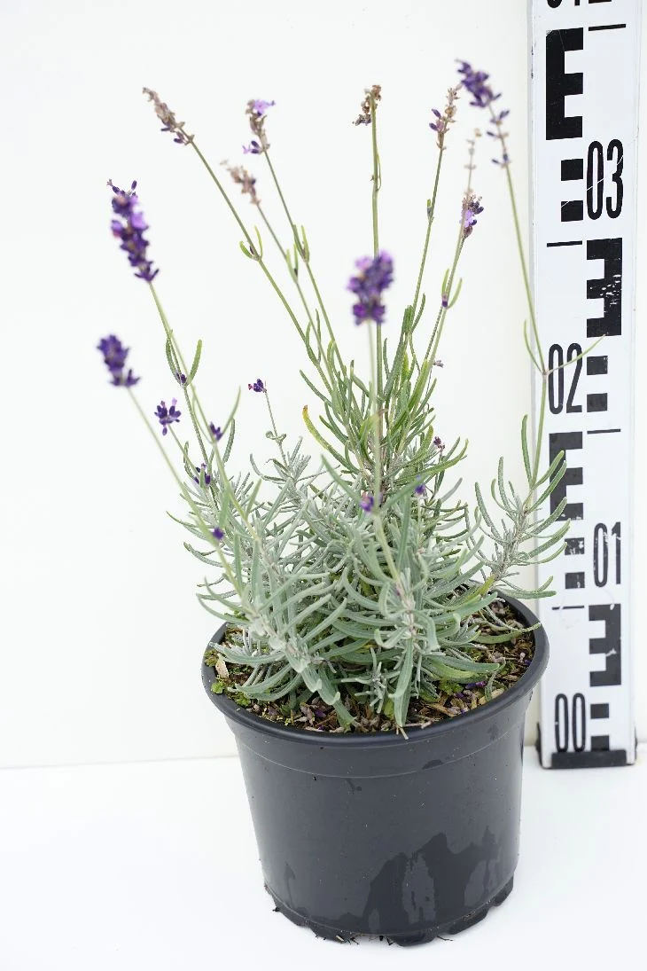 Lavandula angustifolia 'Hidcote' C2 (2 liters kruka)