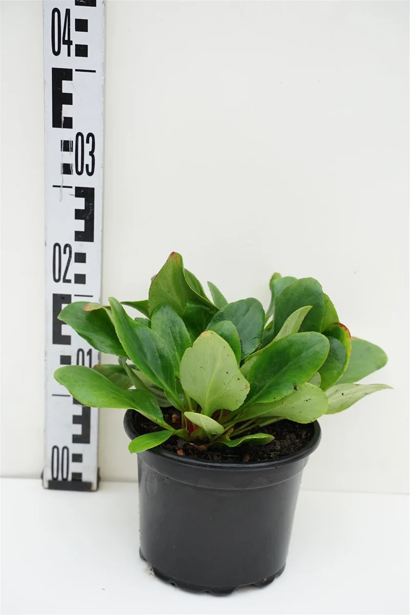 Bergenia 'Bressingham White' C2 (2 liters kruka)