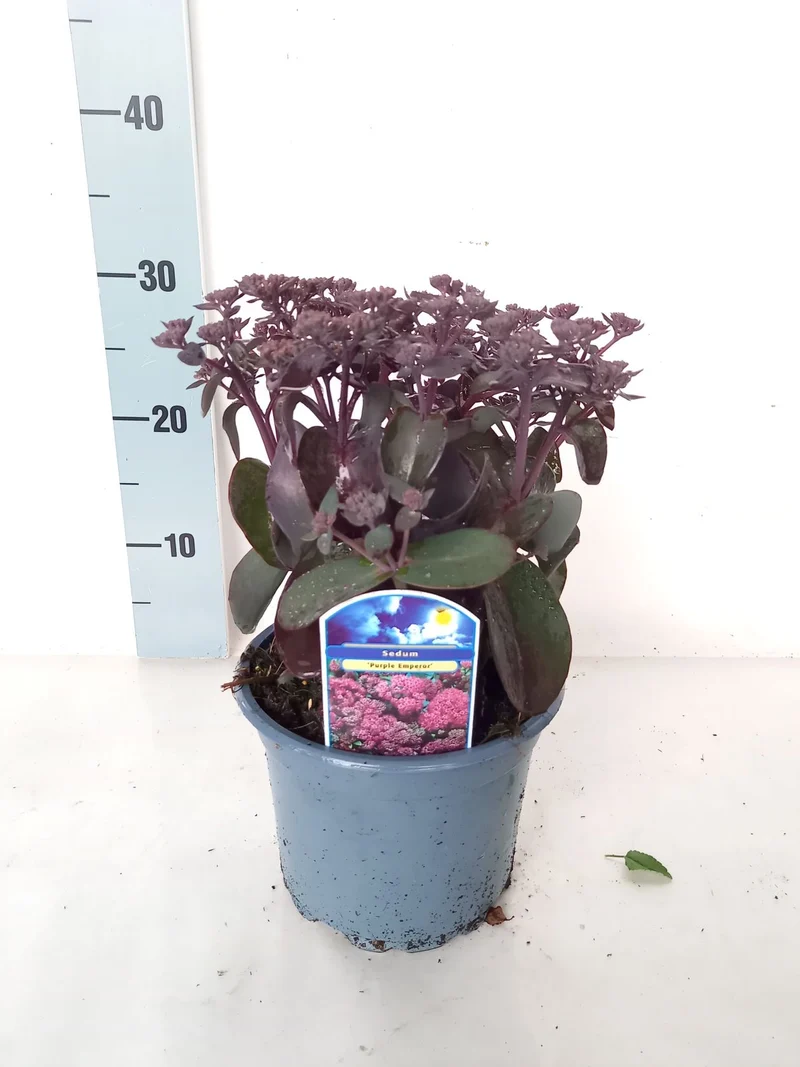 Sedum 'Purple Emperor' C2 (2 liters kruka)