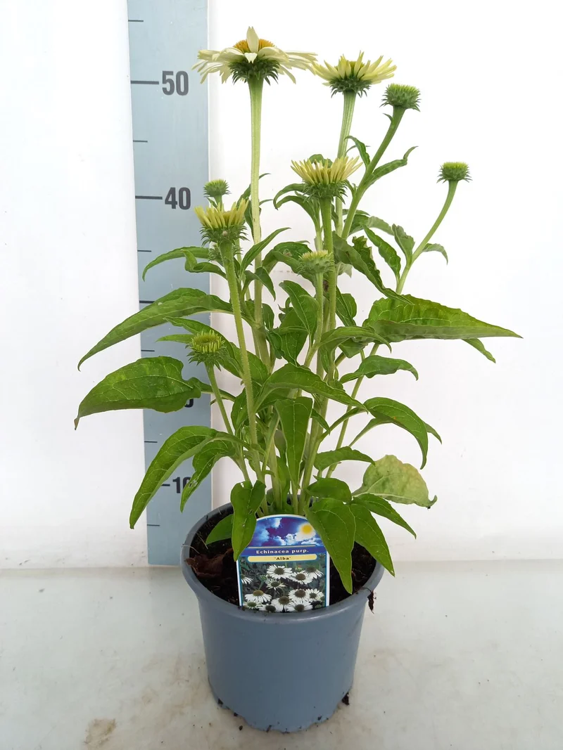 Echinacea p. 'Magnus' C2 (2 liters kruka)