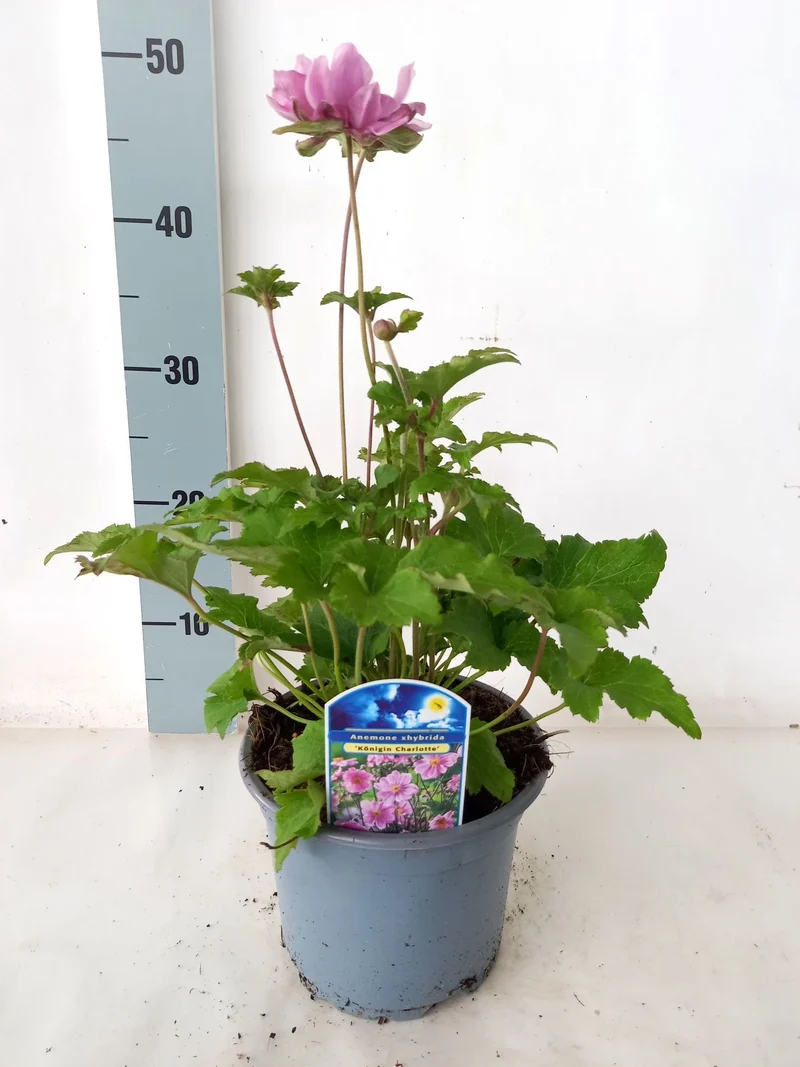 Anemone hyb. 'Konigin Charlotte' C2 (2 liters kruka)