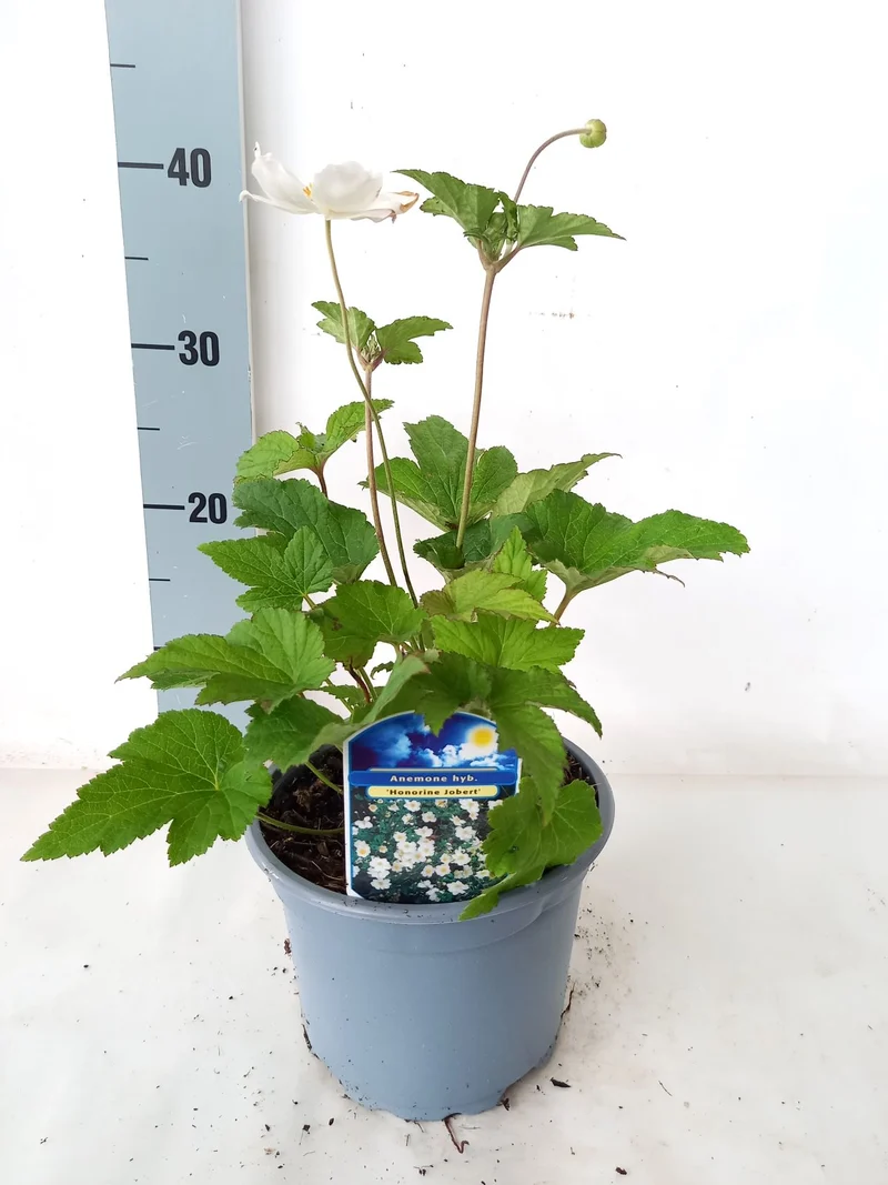 Anemone hyb. 'Honorine Jobert' C2 (2 liters kruka)