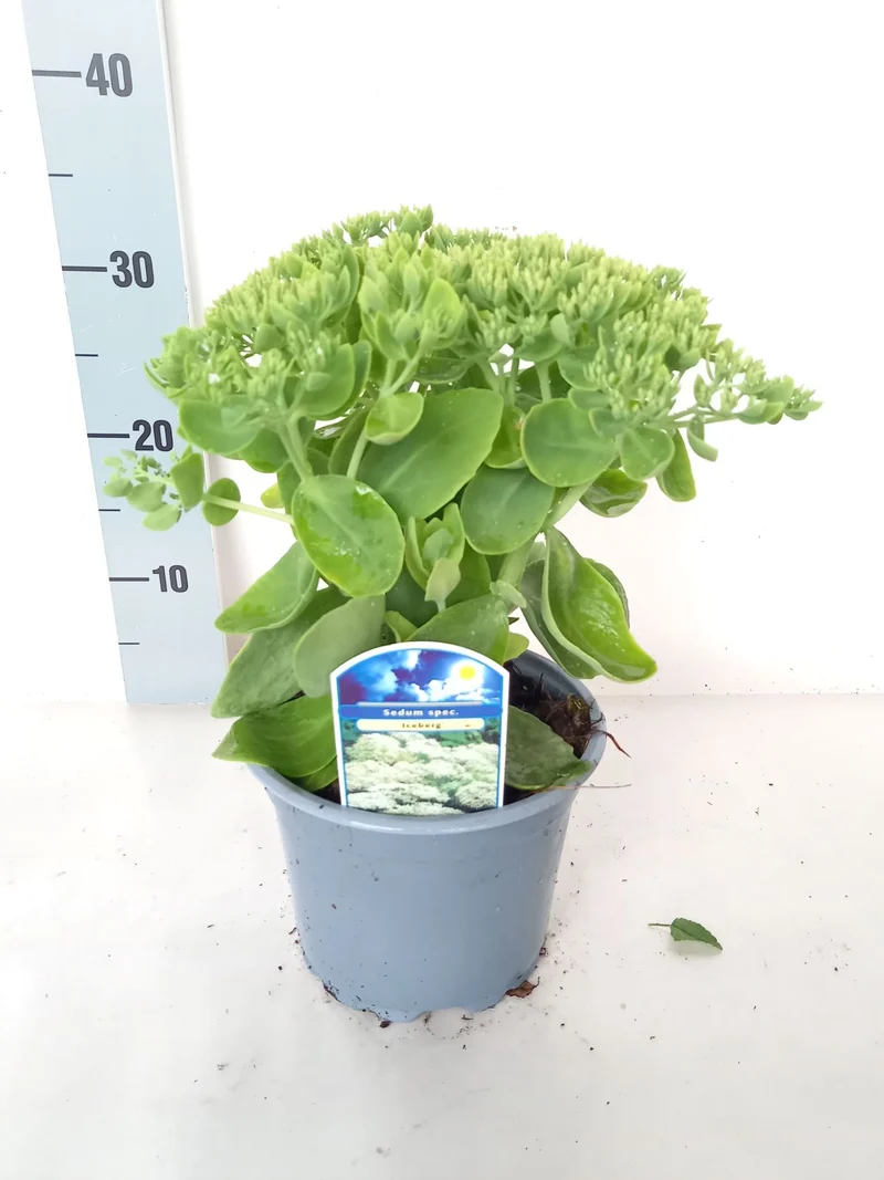 Sedum spect. 'Iceberg' C2 (2 liters kruka)