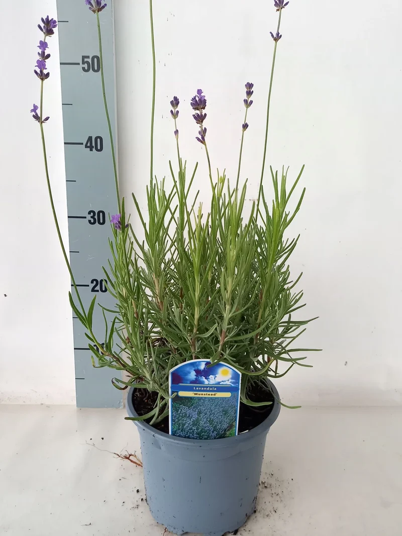 Lavandula angustifolia 'Munstead' C2 (2 liters kruka)