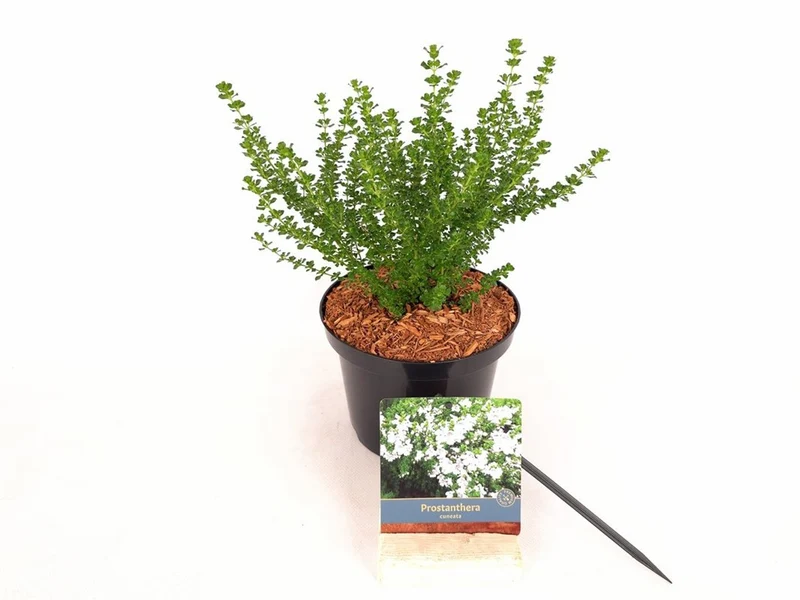 Prostanthera cuneata C2 (2 liters kruka) 20-30 cm
