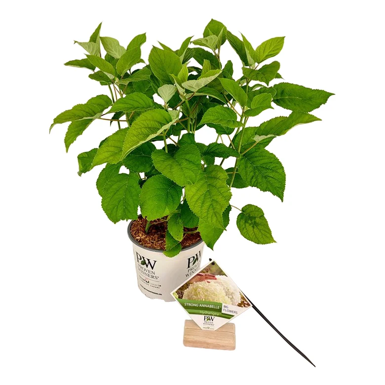 Hydrangea arb. 'Strong Annabelle' C3 (3 liters kruka) 30-40 cm