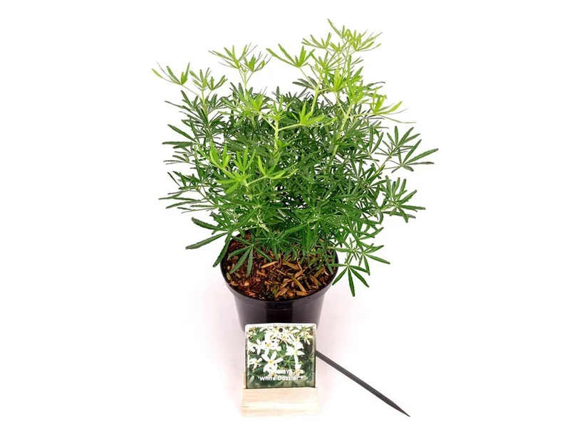 Choisya tern. 'White Dazzler' C2 (2 liters kruka / 17 cm kruka) 20-30 cm