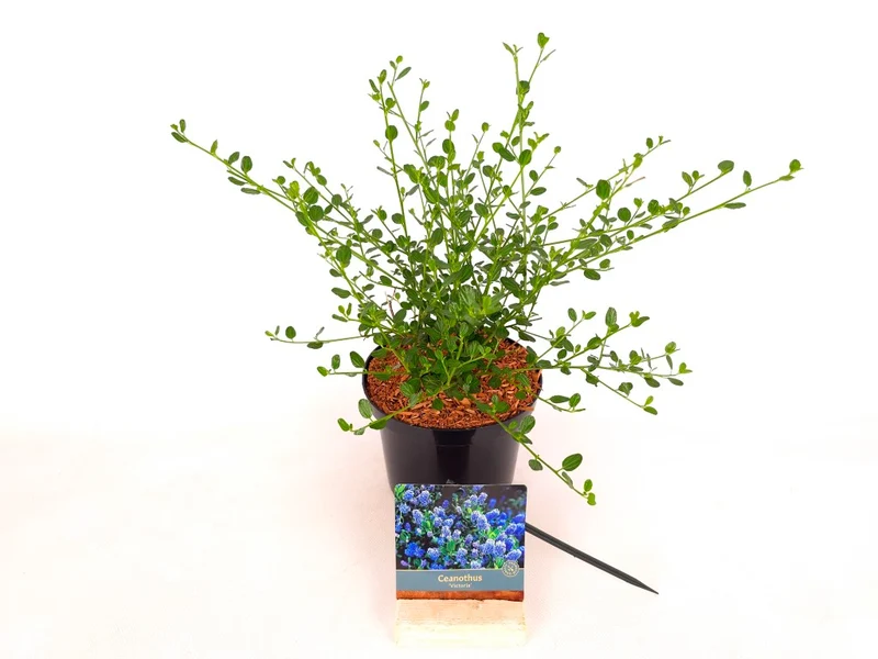 Ceanothus imp. 'Victoria' C2 (2 liters kruka) 20-30 cm