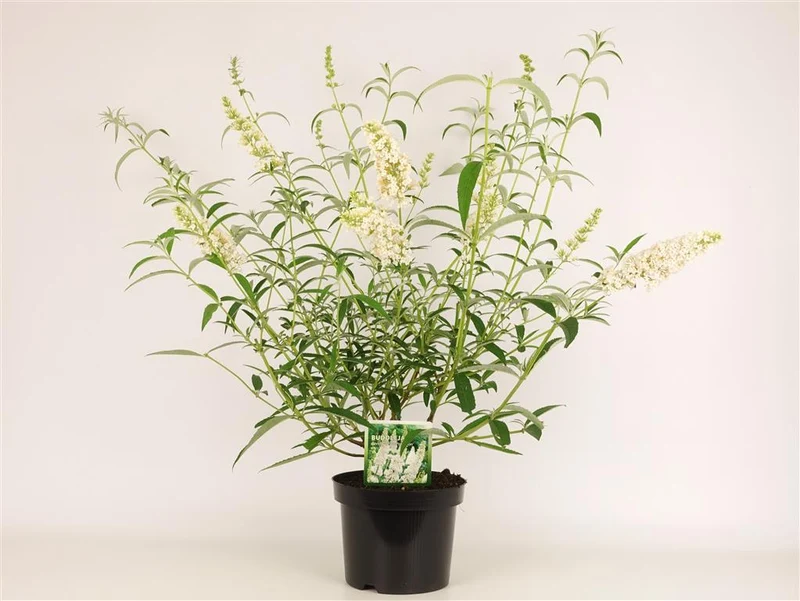 Buddleja d. 'White Profusion' C3 (3 liters kruka) 30-40 cm