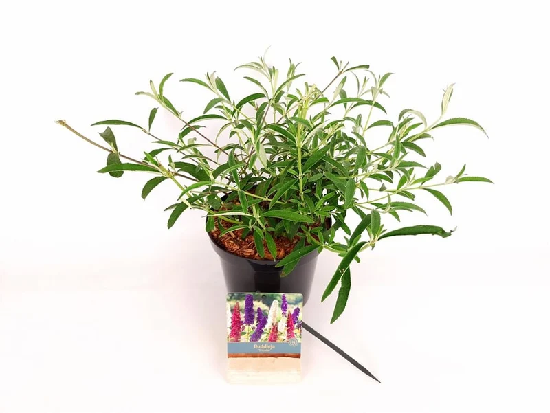 Buddleja d. 'Tricolor' C3 (3 liters kruka) 30-40 cm