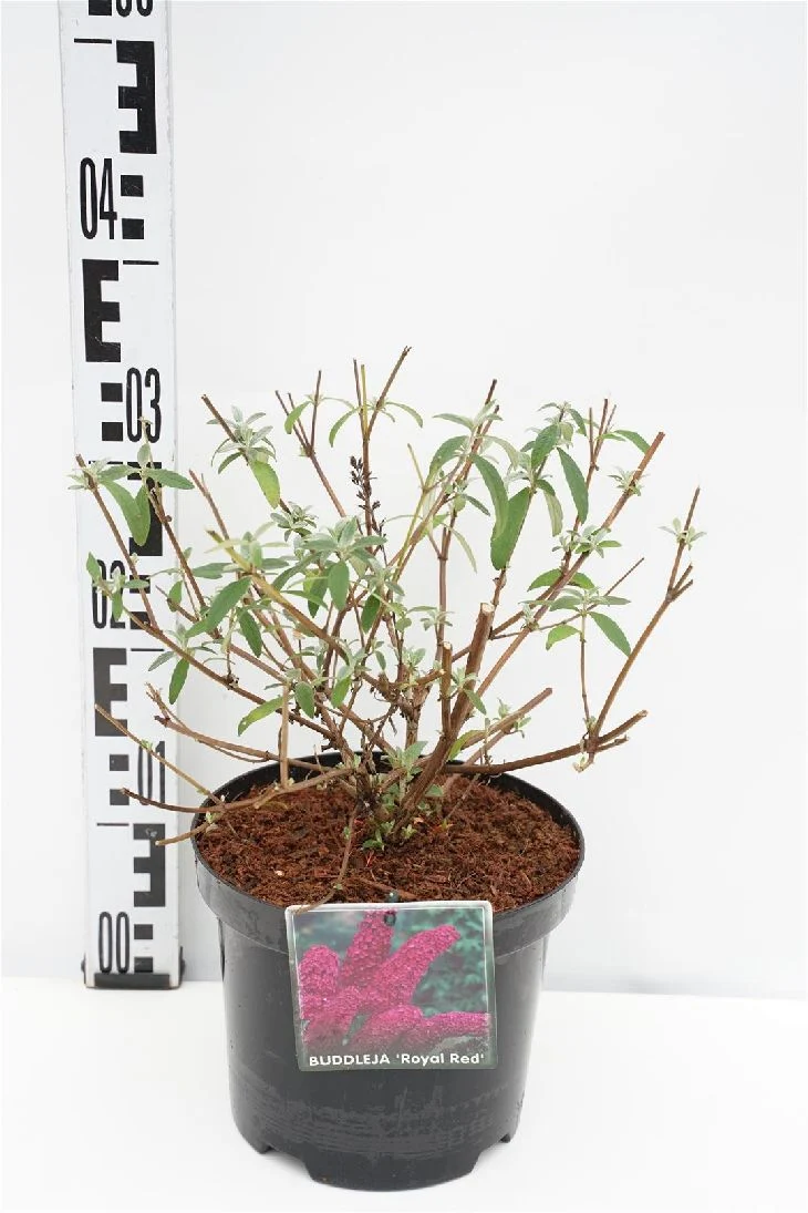 Buddleja d. 'Royal Red' C3 (3 liters kruka) 30-40 cm
