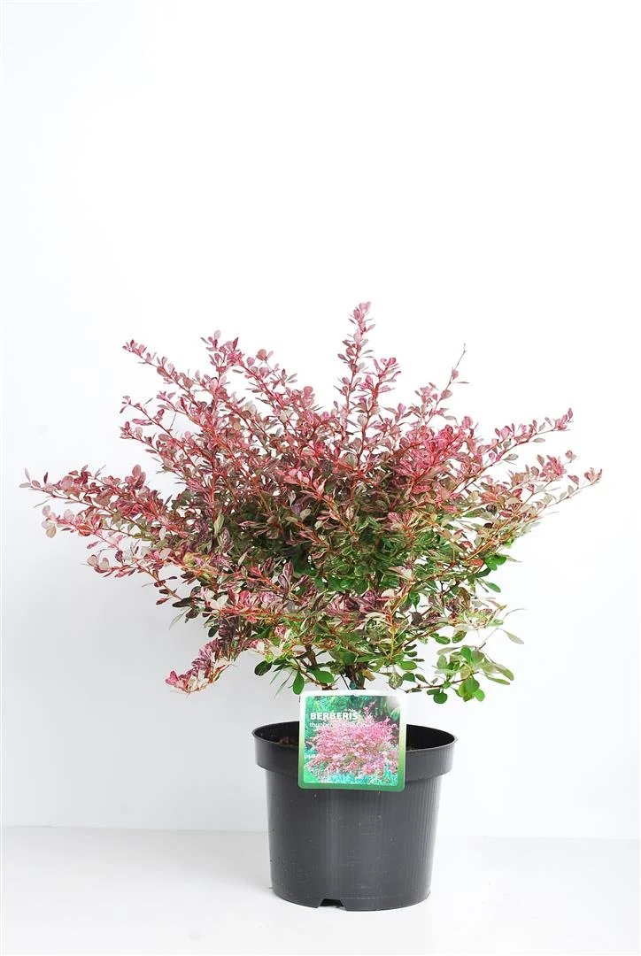 Berberis thunb. 'Rose Glow' C3 (3 liters kruka) 30-40 cm