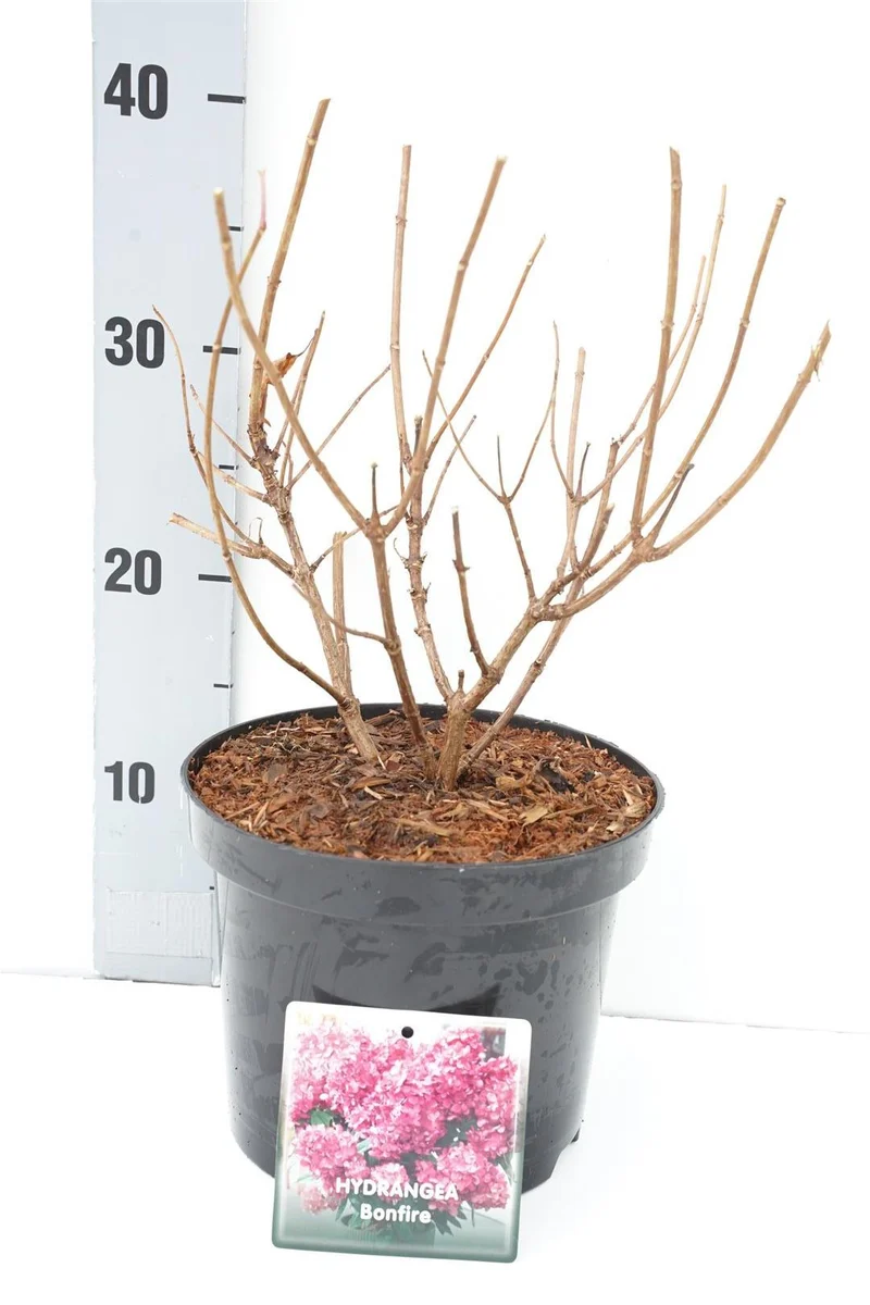Vipphortensia Hydrangea pan. 'Bonfire'® C3 (3 liters kruka) 30-40 cm