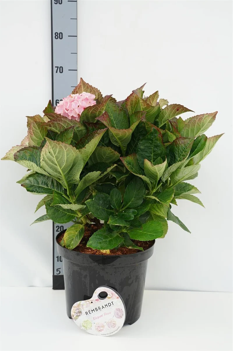 Hydrangea m. 'Rembrandt El. Rosa' C10 (10 liters kruka) 40-50 cm