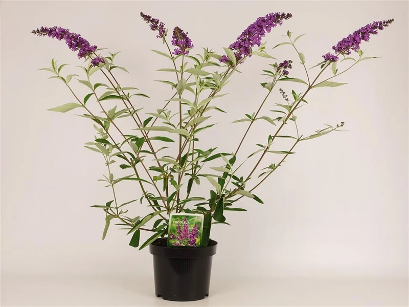 Buddleja d. 'Ile de France' C3 (3 liters kruka) 30-40 cm