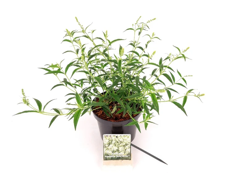 Buddleja d. 'Free Pet. Snow White' C3 (3 liters kruka) 25-30 cm
