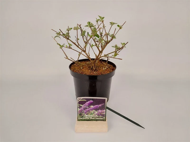 Buddleja d. 'Free Pet. Blue Heaven' C3 (3 liters kruka) 25-30 cm