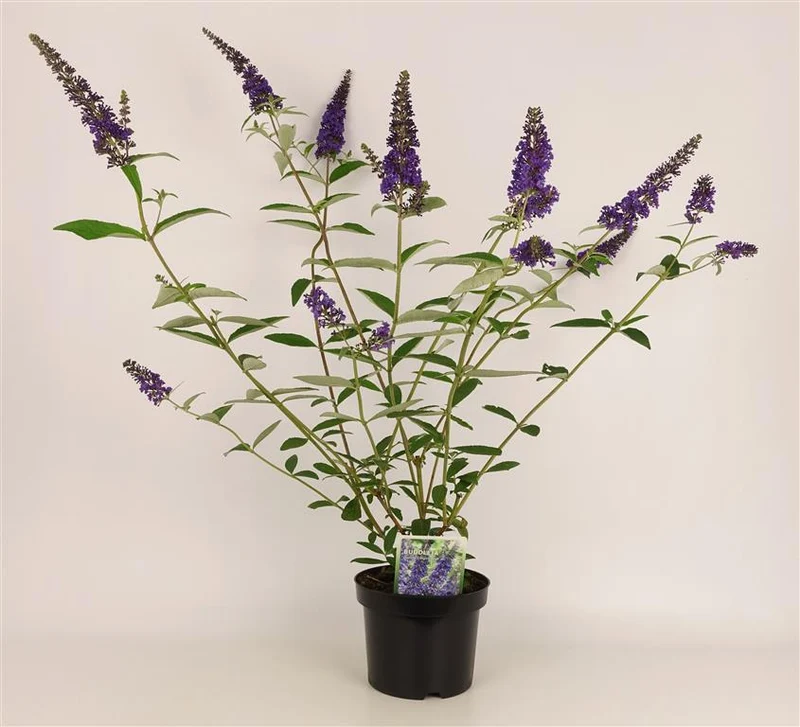 Buddleja d. 'Empire Blue' C3 (3 liters kruka) 30-40 cm
