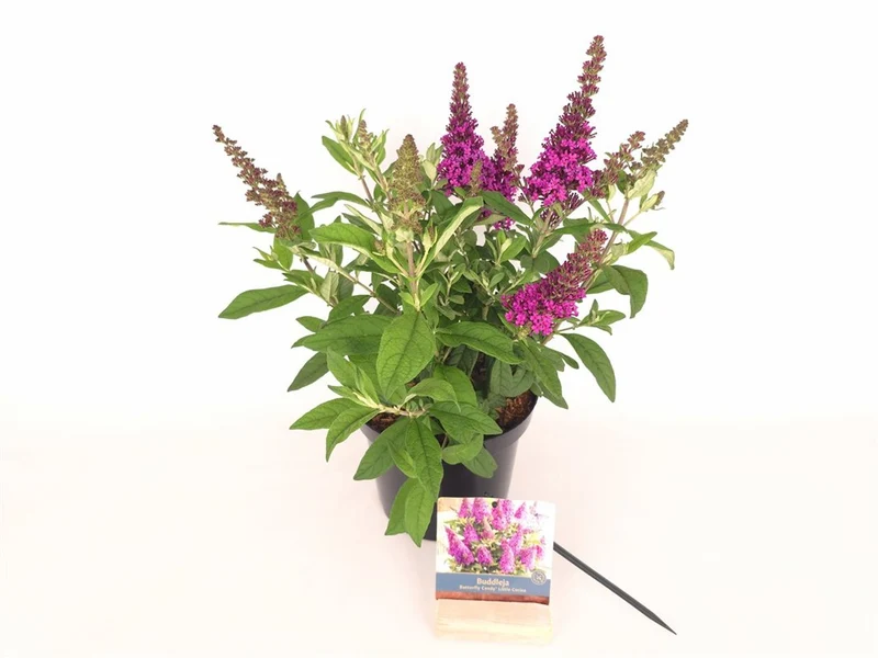Buddleja d. 'Butterfly Candy Little Cerise'® C3 (3 liters kruka) / 19 cm kruka, 25-30 cm