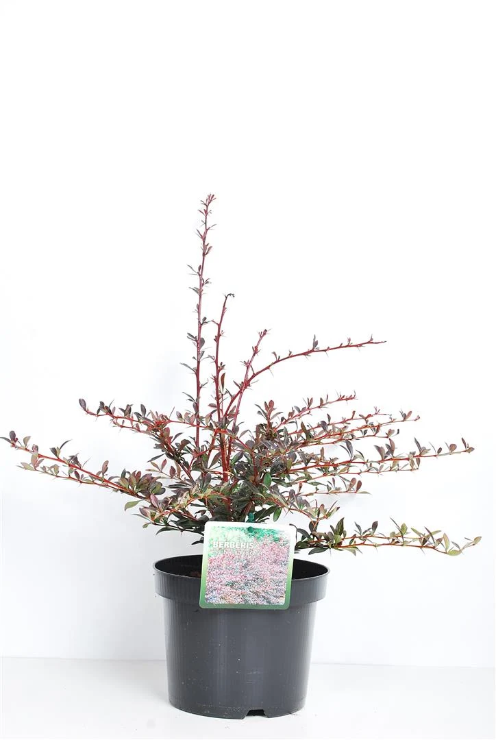 Berberis thunb. 'Red Chief' C3 (3 liters kruka) / 19 cm kruka 30-40 cm