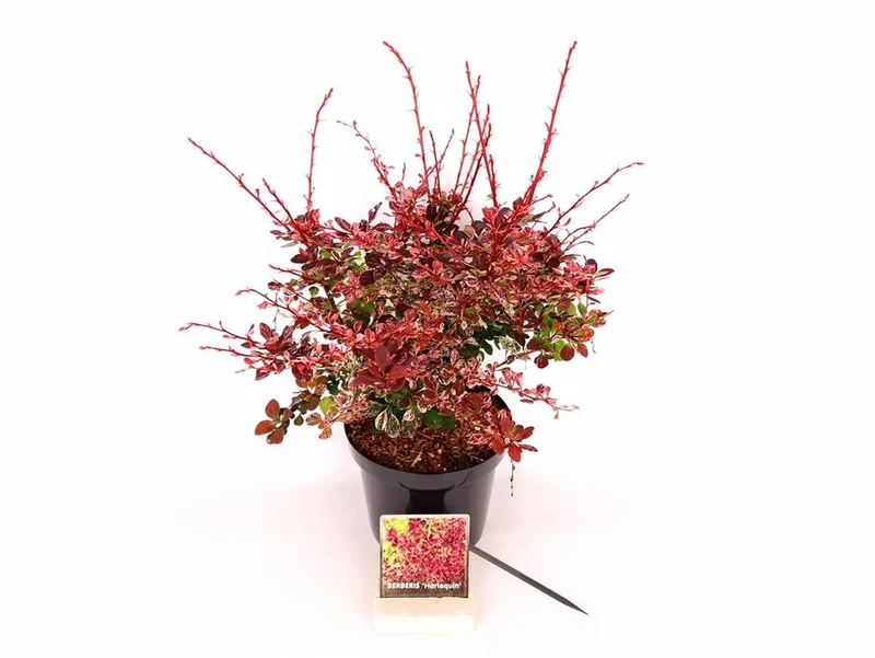 Berberis thunb. 'Harlequin' C3 (3 liters kruka) 30-40 cm