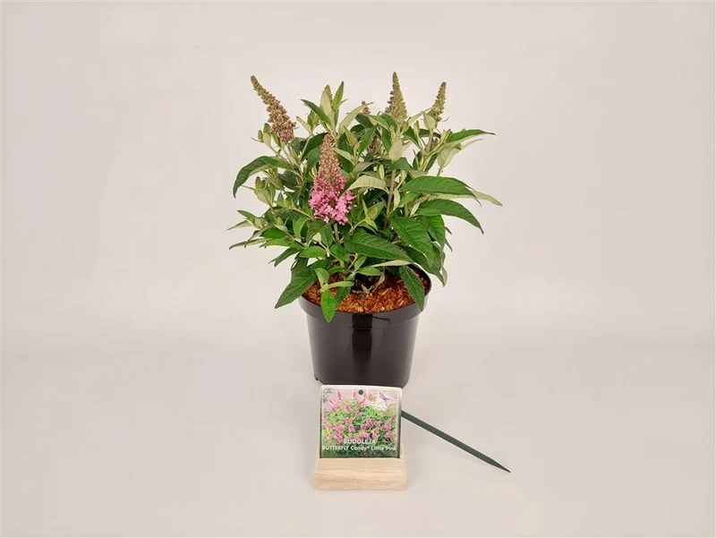 Buddleja d. 'Butterfly Candy Little Pink'® C3 (3 liters kruka) 25-30 cm