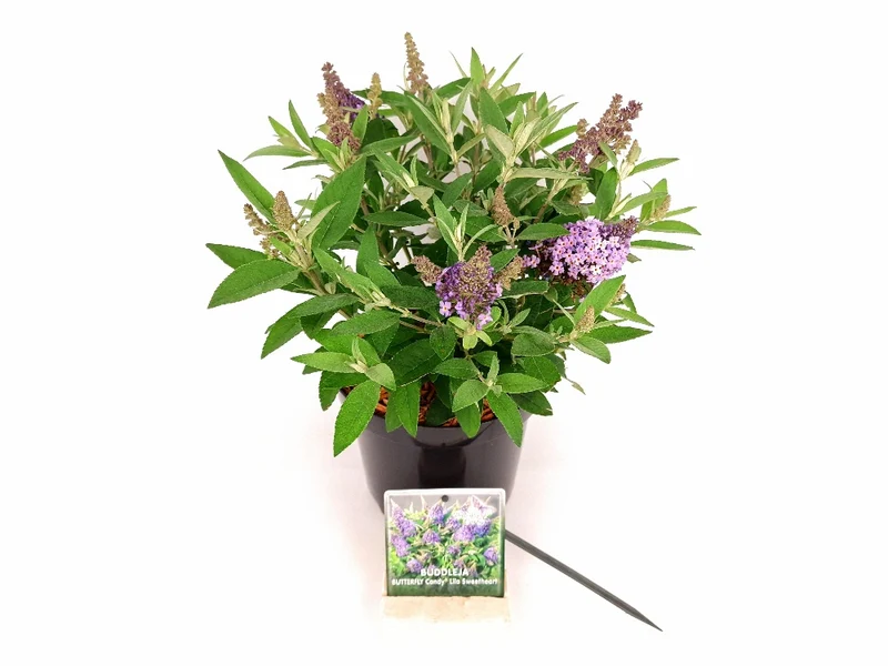 Buddleja d. 'Butterfly Candy Lila Sweetheart'® C3 (3 liters kruka) 25-30 cm