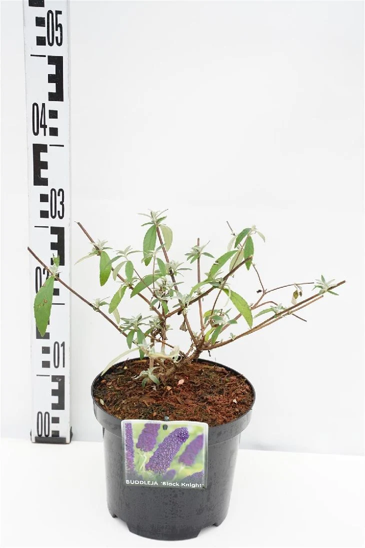 Buddleja d. 'Black Knight' C3 (3 liters kruka) 30-40 cm