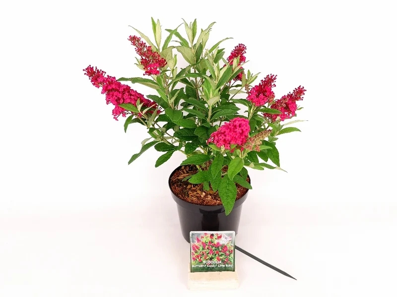 Buddleja d. 'Butterfly Candy Little Ruby'® C3 (3 liters kruka) 25-30 cm