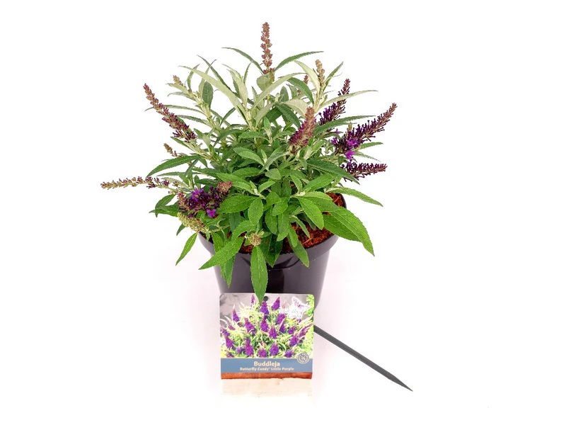 Buddleja d. 'Butterfly Candy Little Purple'® 25-30 cm C3 (3 liters kruka)
