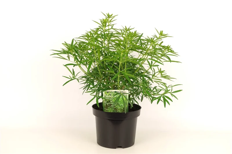 Choisya 'Aztec Pearl' C2 (2 liters kruka) 20-30 cm