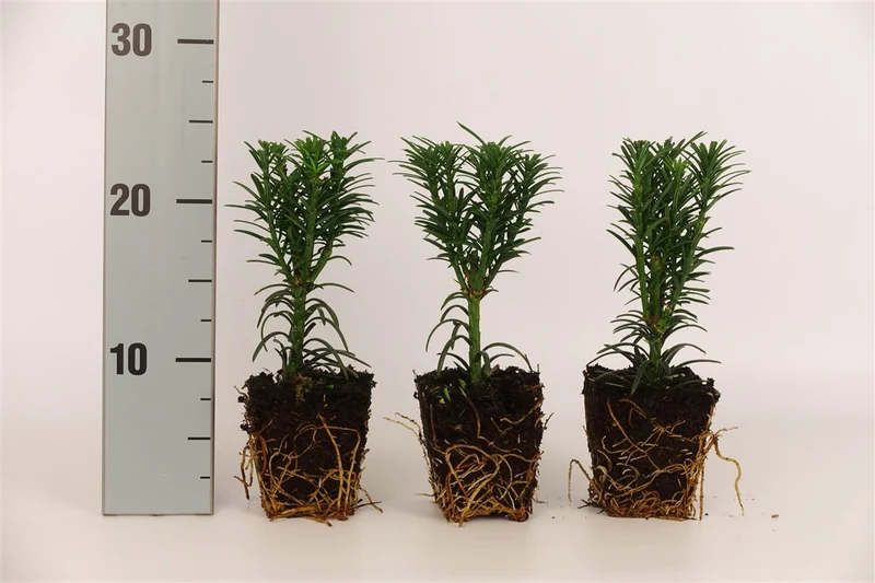 Cephalotaxus h. 'Fastigiata' 9 cm kruka (odlingsbrätte)