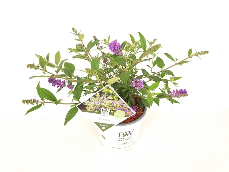 Buddleja d. 'Blue Chip' C3 (3 liters kruka) / 19 cm kruka 25-30 cm