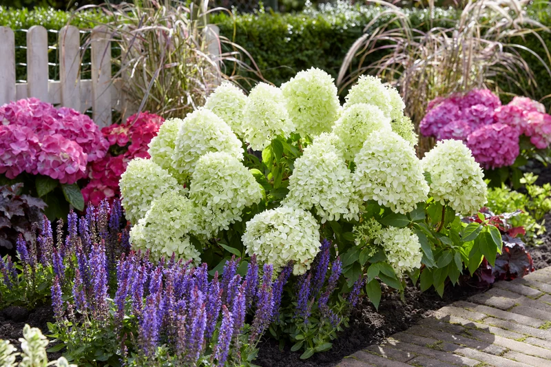 Hydrangea pan. 'Little Spooky'® C3 (3 liters kruka) 30-40 cm