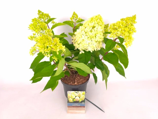 Hydrangea pan. 'Little Fresco'® C3 (3 liters kruka) 30-40 cm