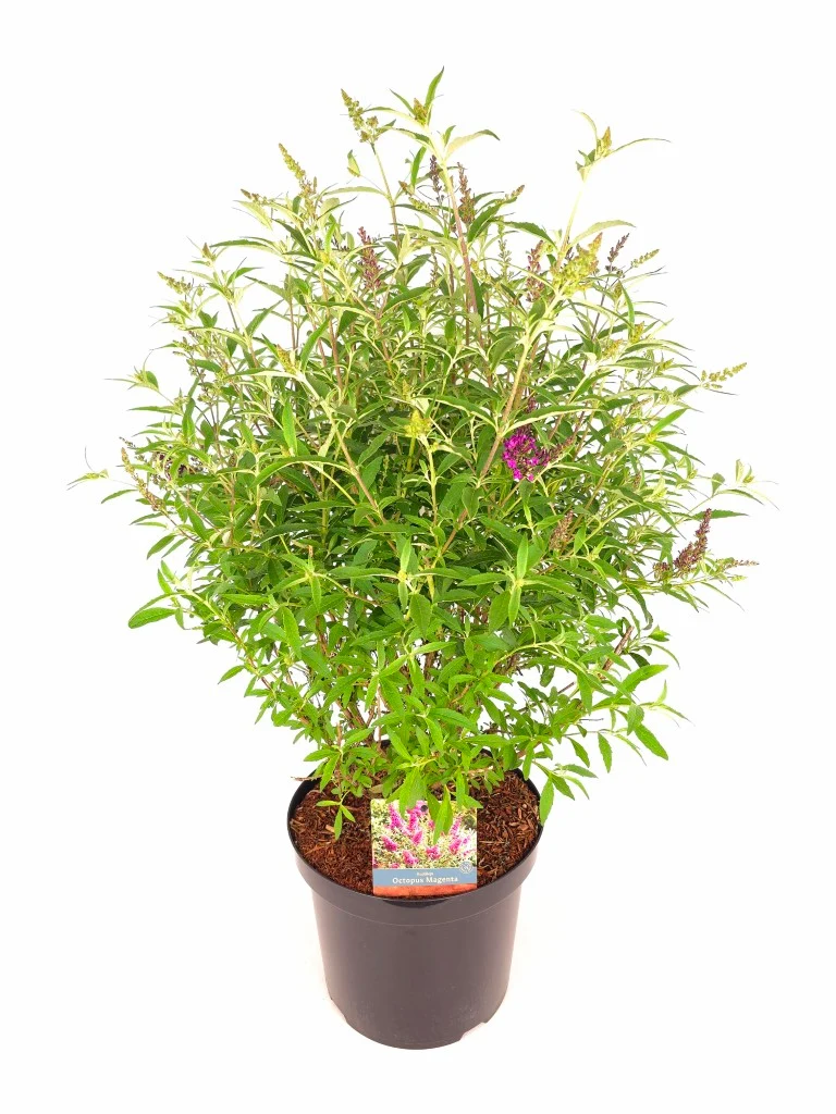 Buddleja d. 'Octopus Magenta'® C10 (10 liters kruka) 60-80 cm