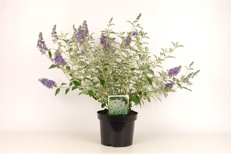Buddleja 'Lochinch' C3 (3 liters kruka) 30-40 cm