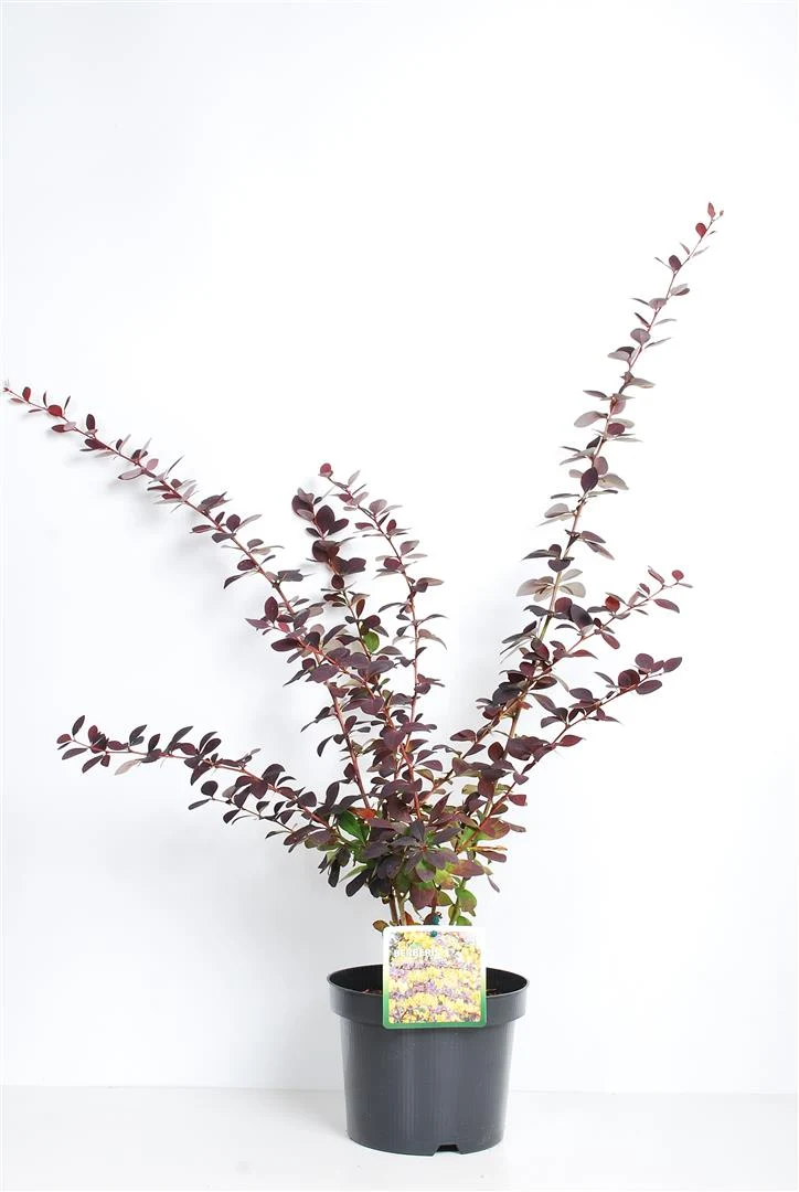 Berberis ott. 'Superba' C3 (3 liters kruka) 40-50 cm
