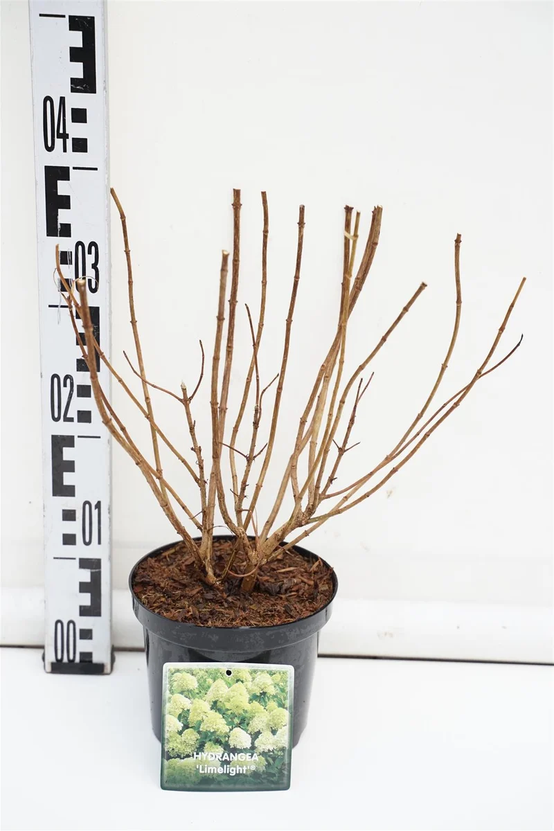 Hydrangea pan. 'Limelight' C1,5 (1,5 liters kruka) 20-30 cm